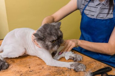Evde beslenen hayvan güzellik salonunda damat kedi.