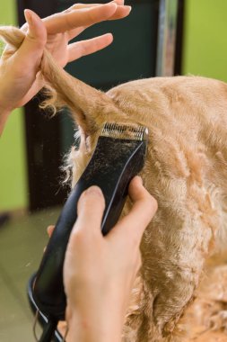 Kahverengi köpek doğurmak yavru horoz İspanyol saç bakım