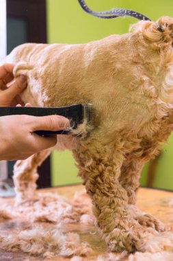 Kahverengi köpek doğurmak yavru horoz İspanyol saç bakım