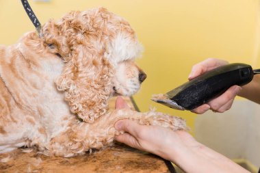 Kahverengi köpek doğurmak yavru horoz İspanyol saç bakım