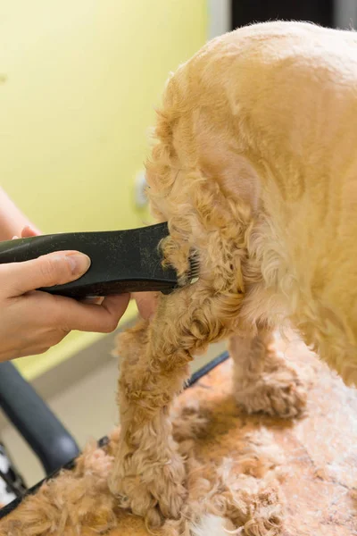 Toilettage les cheveux de la race de chien brun Cocker Spaniel — Photo