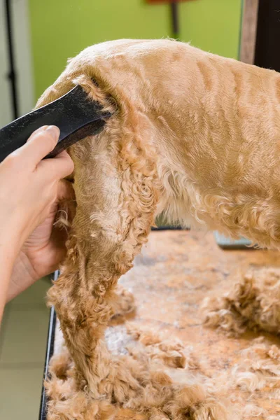 Aseo el pelo de perro marrón raza Cocker Spaniel —  Fotos de Stock