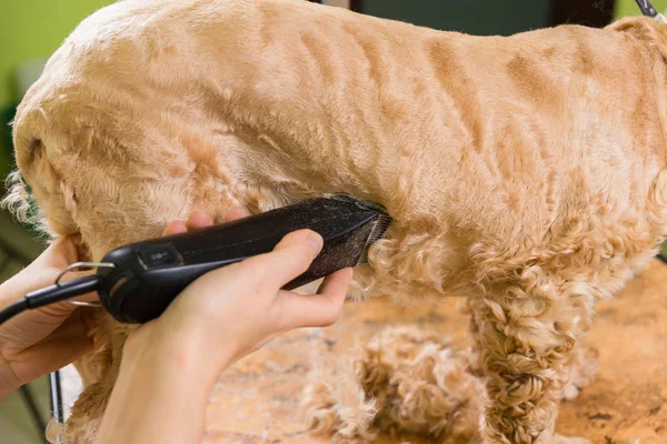 Toilettage les cheveux de la race de chien brun Cocker Spaniel — Photo