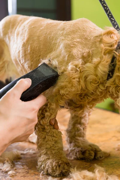 Aseo el pelo de perro marrón raza Cocker Spaniel —  Fotos de Stock