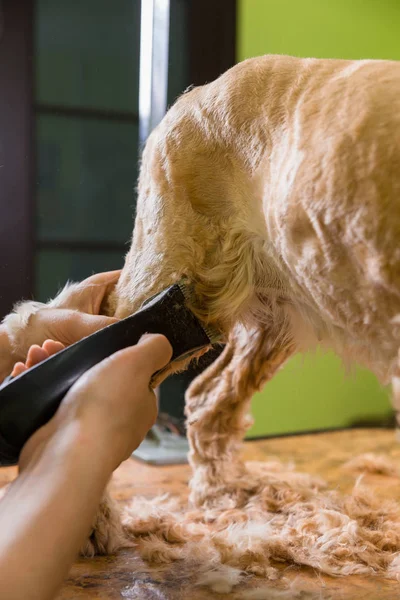 Aseo el pelo de perro marrón raza Cocker Spaniel —  Fotos de Stock