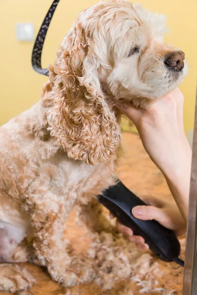 Kahverengi köpek doğurmak yavru horoz İspanyol saç bakım — Stok fotoğraf