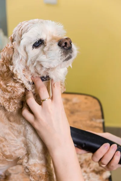 Het verzorgen van het haar van bruine hondenras cockerspaniël — Stockfoto