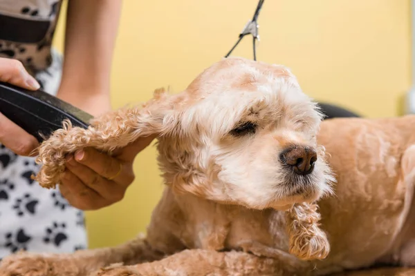 Governare il pelo di cane marrone razza Cocker Spaniel — Foto Stock