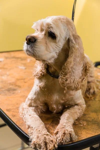 Стрижка волосся коричневий собака породи кокер спаніель — стокове фото
