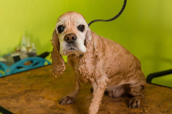 Grooming the hair of brown dog breed Cocker Spaniel — Stock Photo, Image
