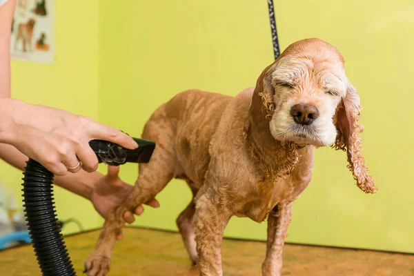 Kahverengi köpek doğurmak yavru horoz İspanyol saç bakım — Stok fotoğraf