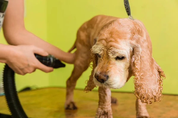 Kahverengi köpek doğurmak yavru horoz İspanyol saç bakım — Stok fotoğraf