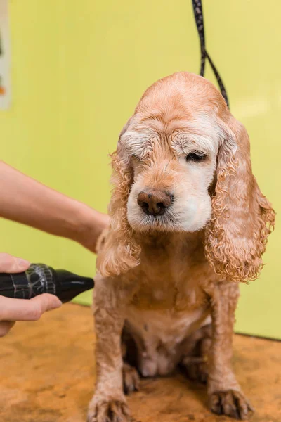 Kahverengi köpek doğurmak yavru horoz İspanyol saç bakım — Stok fotoğraf