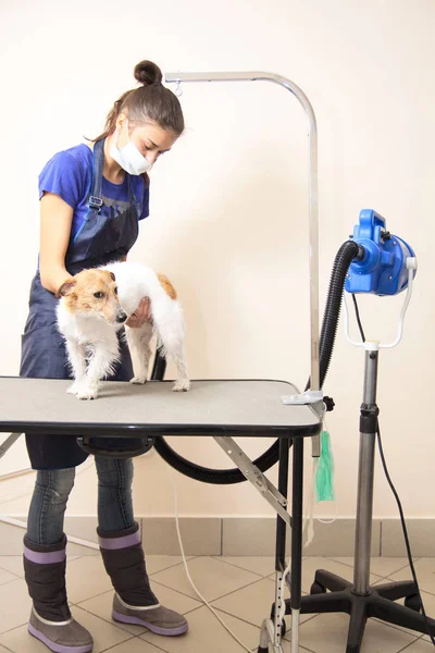 O groomer usa um secador de cabelo para secar o cão . — Fotografia de Stock