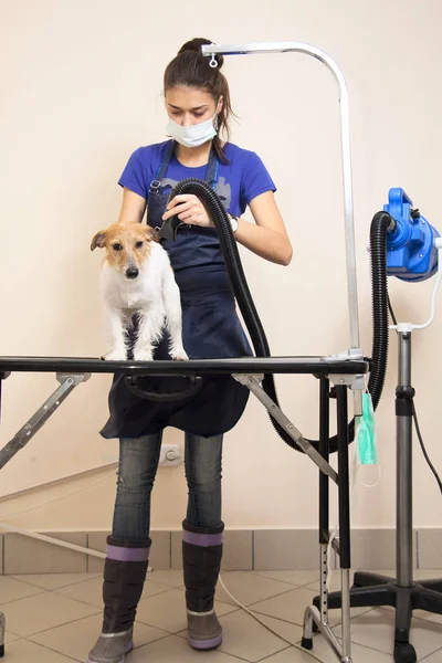 O groomer usa um secador de cabelo para secar o cão . — Fotografia de Stock