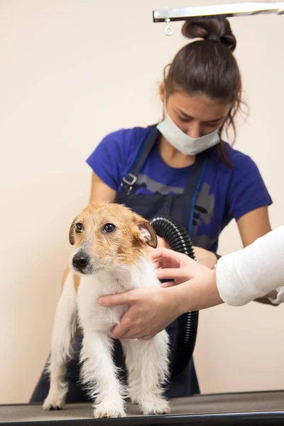 Le toiletteur utilise un sèche-cheveux pour sécher le chien . — Photo