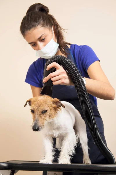 Il toelettatore usa un asciugacapelli per asciugare il cane . — Foto Stock