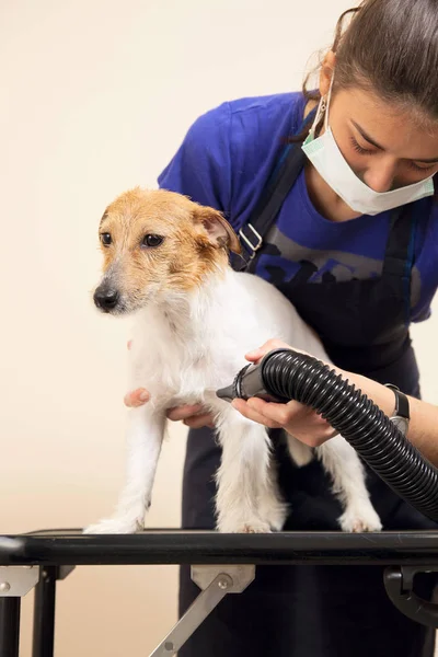 Den groomer bruger en hårtørrer til at tørre hund . - Stock-foto