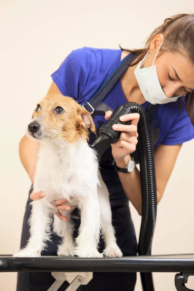 The groomer uses a hair dryer to dry dog. — Stock Photo, Image
