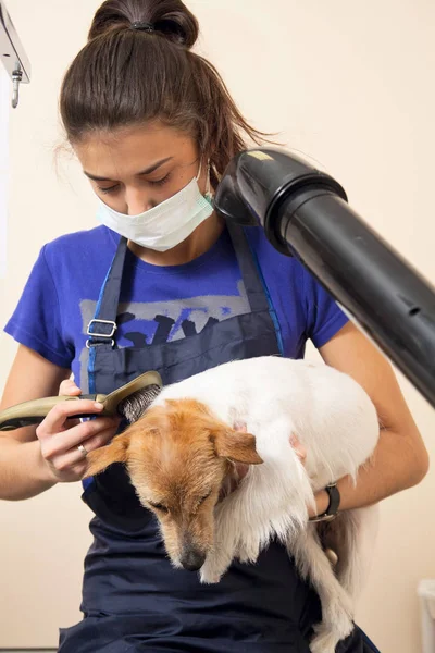 Il toelettatore usa un asciugacapelli per asciugare il cane . — Foto Stock