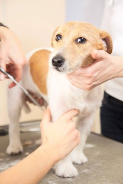 Kuaför kürk Jack Russell Terrier pençeleri üzerinde mows