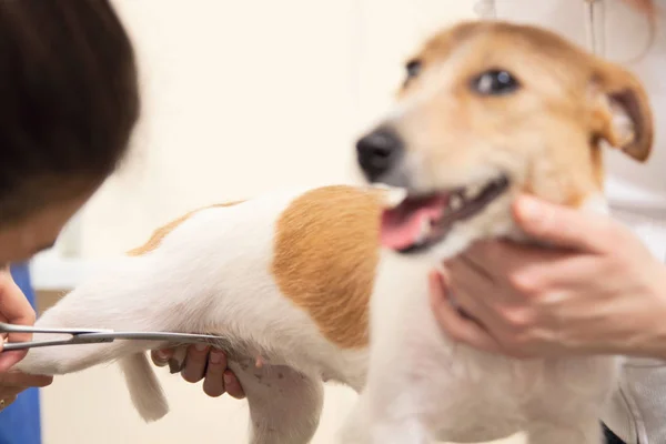 Frisören klipper päls på tassarna av Jack Russell Terrier — Stockfoto