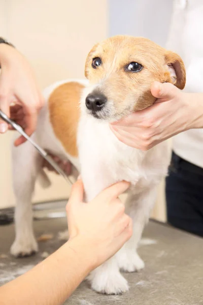 Parrucchiere falcia pelliccia sulle zampe di Jack Russell Terrier — Foto Stock