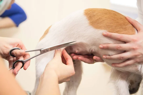 Parrucchiere falcia pelliccia sulle zampe di Jack Russell Terrier — Foto Stock