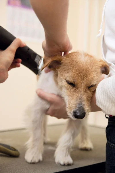 Hairdresser mows fur on the back of Jack Russell Terrier — Stock Photo, Image