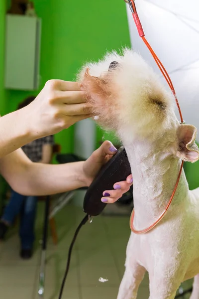 Fox terrier recebendo seu cabelo cortado — Fotografia de Stock