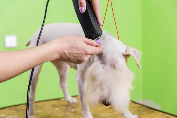 Fox terrier getting his hair cut — Stock Photo, Image