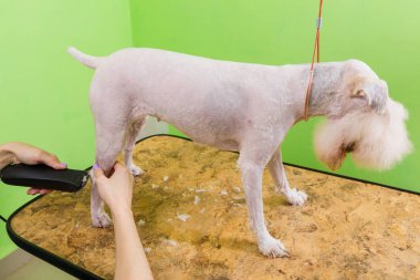 onun saç kesme getting tilki korkunç