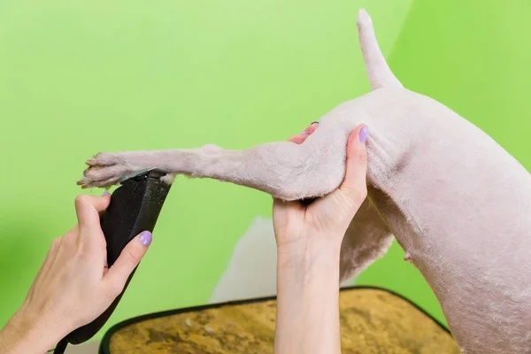 Fox terrier cortándose el pelo — Foto de Stock