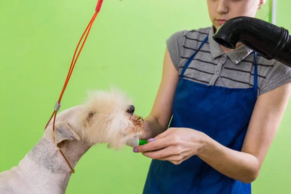 Kämmende Haarbürste auf dem Gesicht des Hundes. — Stockfoto