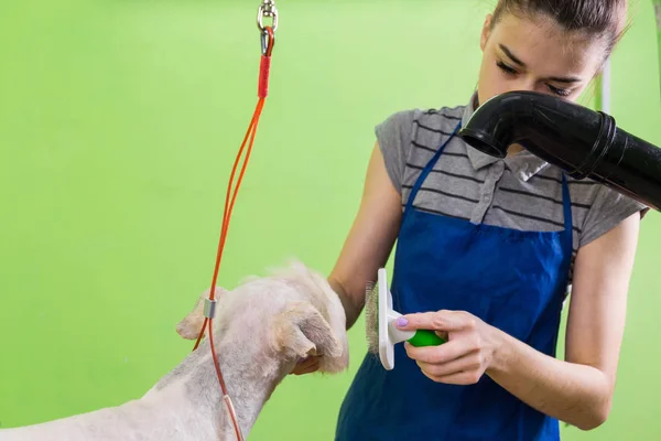 Pettinare spazzola per capelli sul viso del cane . — Foto Stock