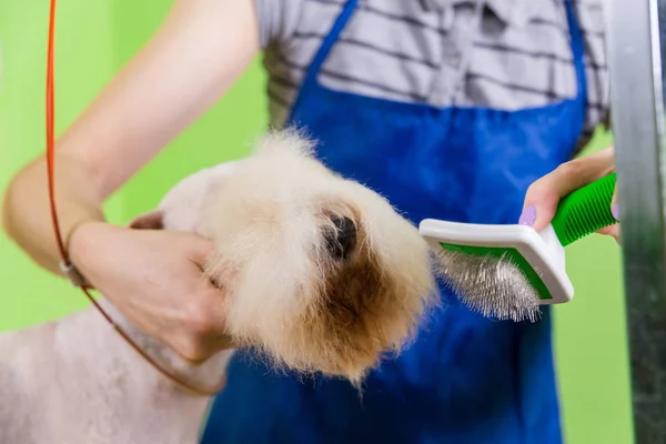 Česání vlasy kartáčem na obličej psa. — Stock fotografie