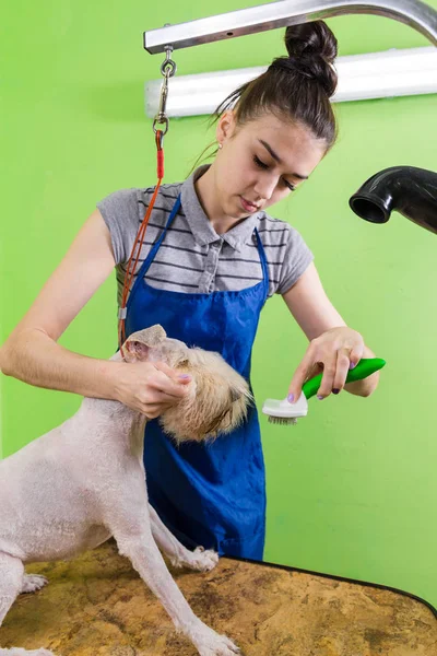 Pettinare spazzola per capelli sul viso del cane . — Foto Stock