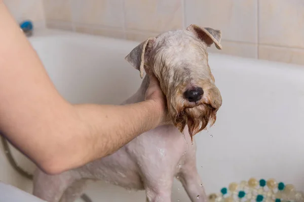 El terrier Fox tomando una ducha con jabón y agua . — Foto de Stock