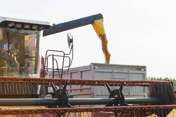 La cosechadora es grano cosechado a granel — Foto de Stock
