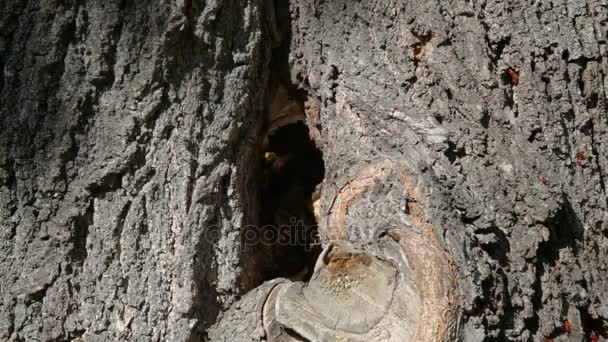 Los Avispones Vuelan Del Árbol Hueco Busca Polen — Vídeos de Stock