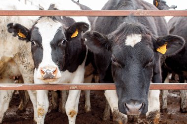 cowshed içinde ayakta inek sürüsü