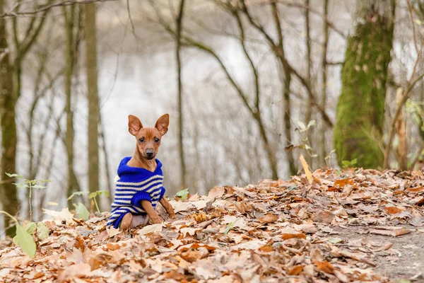 Funny dog, a toy terrier