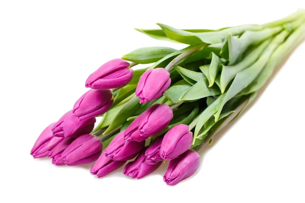 Аромат фиолетовых тюльпанов — стоковое фото
