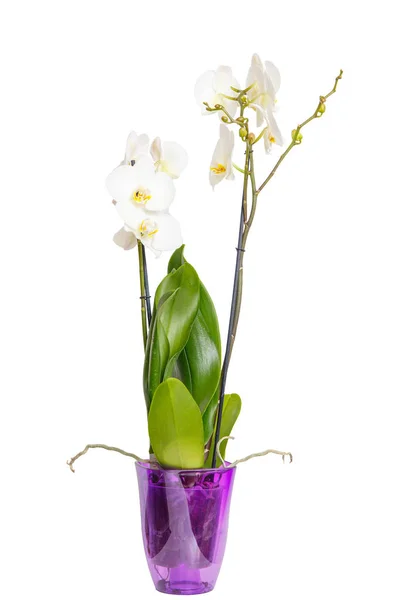 Orchid vita blommor vid liv. — Stockfoto