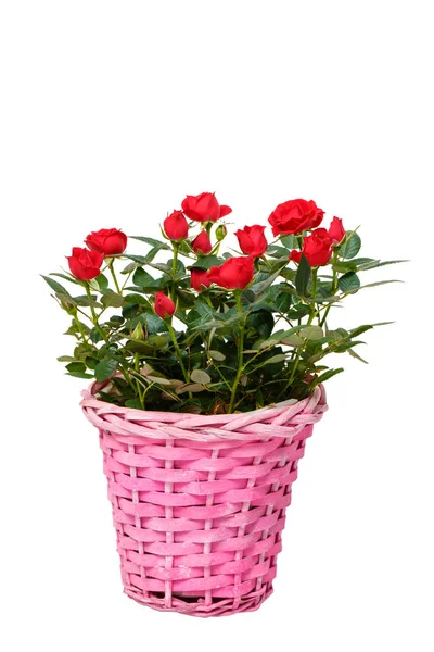 Růže červené dekorativní — Stock fotografie