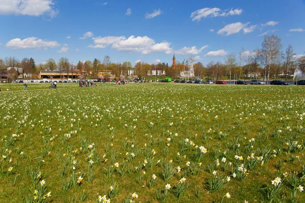 种植水仙花的城市公园 — 图库照片