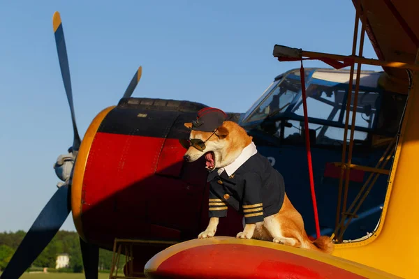 Funny photo of the Akita inu dog — Stock Photo, Image