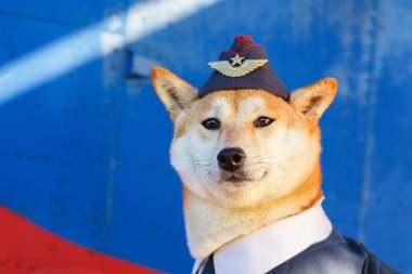Akita Inu köpek komik fotoğraf