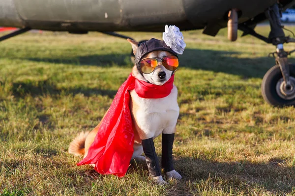 Funny photo of the Akita inu dog — Stock Photo, Image