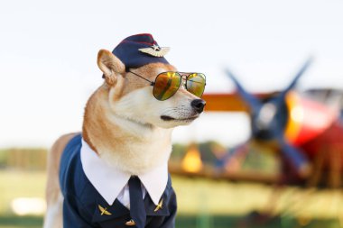 Akita Inu köpek komik fotoğraf